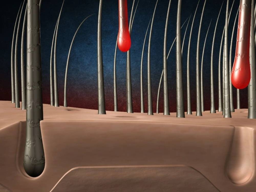 Nang tóc (Hair Follicle) còn được gọi là chân tóc, là phần quan trọng nằm bên dưới da đầu của mỗi sợi tóc